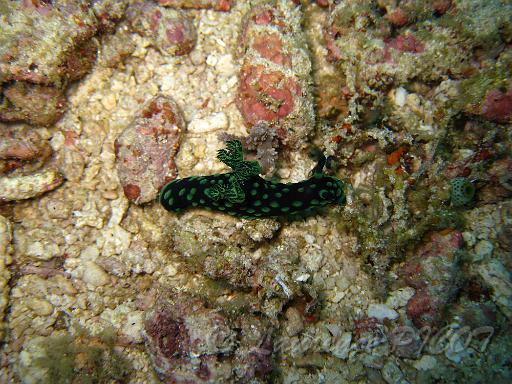 Nembrotha cristata.JPG - Philippines - Les Visayas